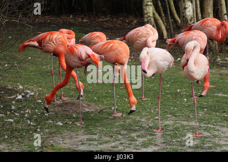 Fenicottero maggiore (Phoenicopterus roseus) Foto Stock