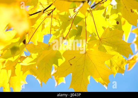 Sfondo colorato di foglie di autunno sul suolo della foresta Foto Stock