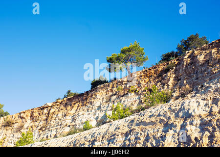 Lonely albero che cresce sulla parte superiore della roccia. Foto Stock