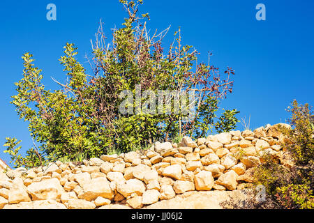 Lonely albero che cresce sulla parte superiore della roccia. Foto Stock