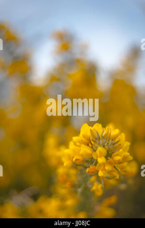 Heather giallo Foto Stock