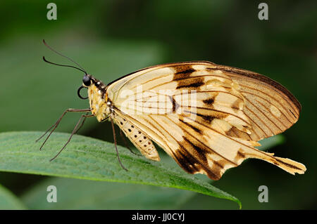 A coda di rondine africana / (Papilio dardano) / beffardo a coda di rondine, battenti fazzoletto | Afrikanischer Schwalbenschwanz / (Papilio dardano) Foto Stock