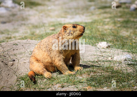 L'Himalayan marmotta nelle highlands del Kashmir in India Foto Stock