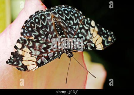 Rosso / Cracker (Hamadryas amphinome) | Blauer Mosaikfalter / (Hamadryas amphinome) Foto Stock