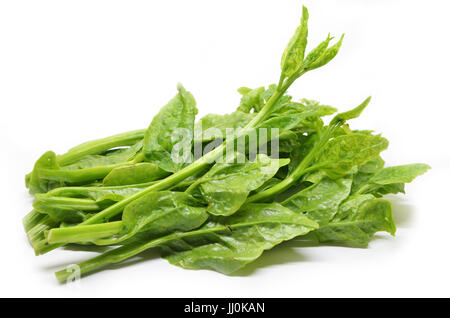 Verde Ceylon Spinaci isolati su sfondo bianco Foto Stock