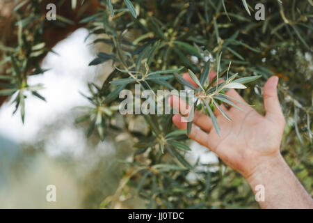 Controllare a mano di oliva acerba da albero di olivo durante l'estate,molto leggera profondità di campo Foto Stock