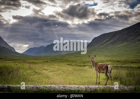 Un cervo femmina in piedi in primo piano di Glencoe montagne in Scozia Foto Stock