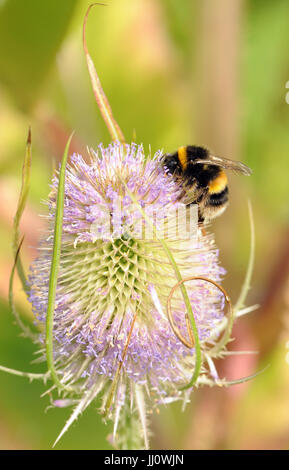 Lavoratore Buff-tailed Bumblebee (Bombus terrestris) sul selvaggio (Teasel Dipsacus fullonum) fiore di testa. Bedgebury Forest, Kent, Regno Unito. Foto Stock
