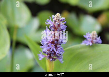 Close-up di Pontederia Cordata o pickerelweed Foto Stock