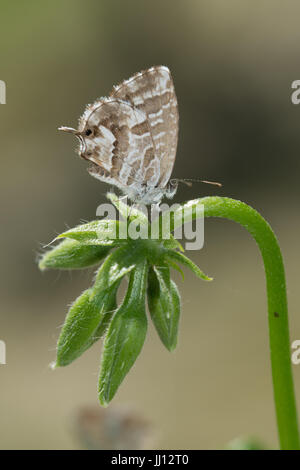 Geranio bronzo (Cacyreus marshalli) farfalla appollaiato sulla testa di fiori nel sud della Francia Foto Stock