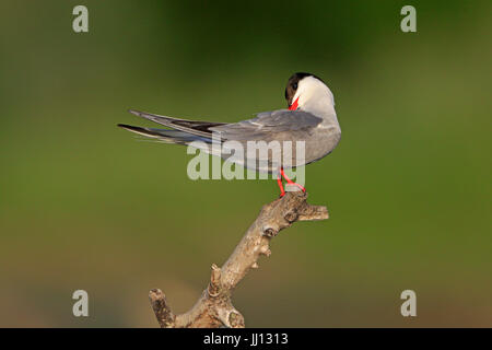 Tern comune nel Delta del Danubio Romania Foto Stock