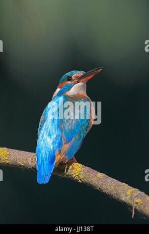 Comune Femmina Kingfisher nel Delta del Danubio Romania Foto Stock
