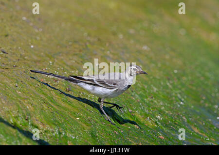 I capretti Wagtail bianco nel Delta del Danubio Romania Foto Stock