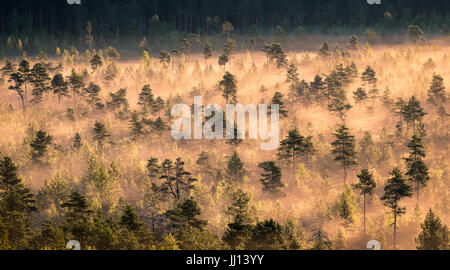 Nebbia di mattina e sunrise nel Torronsuo National Park, Finlandia Foto Stock