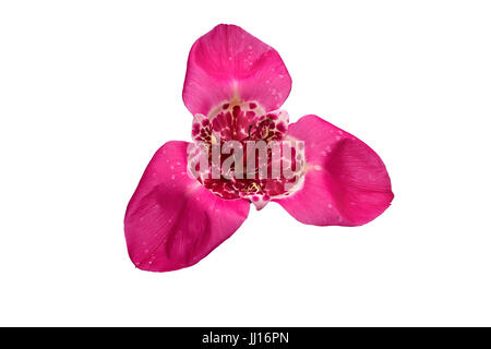 Di un bel colore rosa fiore iris con goccioline di acqua su petali, su sfondo bianco Foto Stock