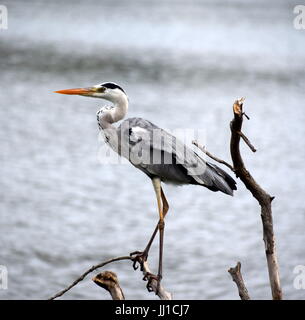 Airone blu in piedi su un tronco di legno Foto Stock