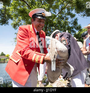 Queens Cigno reale David Marker Barbiere vicino a Staines durante l antica tradizione di conteggio dei cigni lungo il fiume Tamigi inizia. Foto Stock