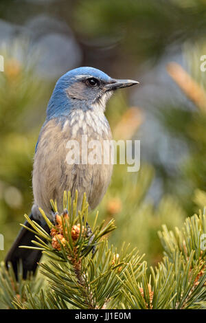 Pinyon jay (Gymnorhinus cyanocephalus), il Parco Nazionale del Grand Canyon, Arizona, Stati Uniti d'America Foto Stock