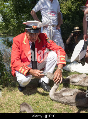 Queens Cigno reale David Marker Barbiere vicino a Staines durante l antica tradizione di conteggio dei cigni lungo il fiume Tamigi inizia. Foto Stock