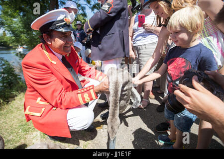 Queens Cigno reale David Marker Barbiere vicino a Staines durante l antica tradizione di conteggio dei cigni lungo il fiume Tamigi inizia. Foto Stock