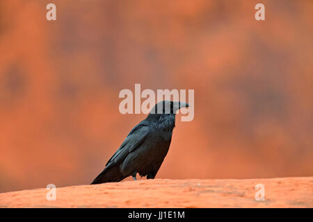 Comune di Corvo Imperiale (Corvus corax), coppia accoppiata appollaiato sulla pietra arenaria rossa, la Valle del Fuoco del parco statale, Nevada, STATI UNITI D'AMERICA Foto Stock