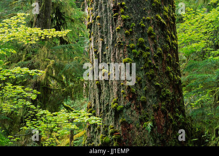 Vine maple & Douglas Fir lungo Marymere Falls Trail e il Parco Nazionale di Olympic, Washington Foto Stock