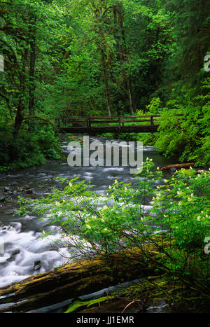 Barnes Creek lungo Marymere Falls Trail e il Parco Nazionale di Olympic, Washington Foto Stock