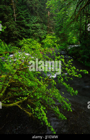 Barnes Creek con vite (acero Acer circinatum) lungo Marymere Falls Trail e il Parco Nazionale di Olympic, Washington Foto Stock