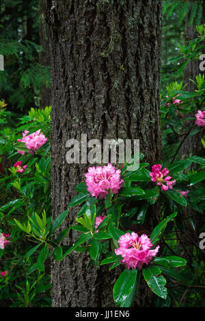 Pacific rododendri (Rhododendron macrophyllum) su Mt Walker, Olympic National Forest, Washington Foto Stock