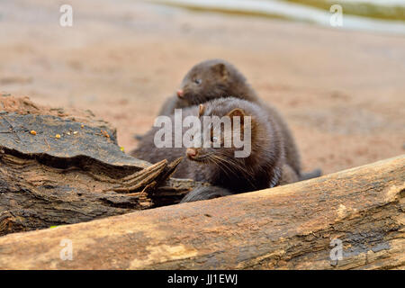 Mink (Mustela vison) Madre e cuccioli, captive, Minnesota wildlife Connessione, arenaria, Minnesota, Stati Uniti d'America Foto Stock