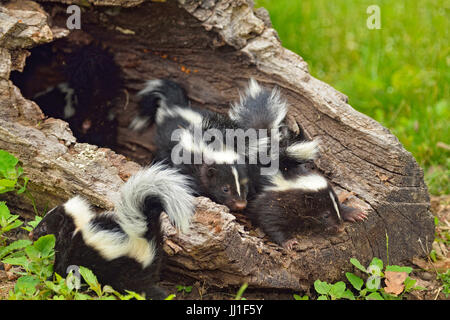 Skunk striato (Mephitis mephitis) neonati, captive, Minnesota wildlife Connessione, arenaria, Minnesota, Stati Uniti d'America Foto Stock