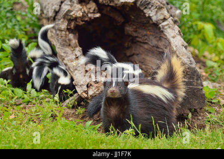 Skunk striato (Mephitis mephitis) la madre e il giovane, captive, Minnesota wildlife Connessione, arenaria, Minnesota, Stati Uniti d'America Foto Stock