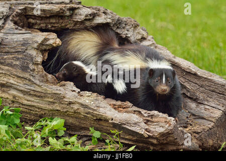 Skunk striato (Mephitis mephitis) la madre e il giovane, captive, Minnesota wildlife Connessione, arenaria, Minnesota, Stati Uniti d'America Foto Stock