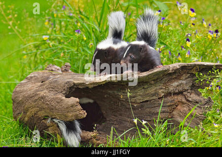 Skunk striato (Mephitis mephitis) neonati, captive, Minnesota wildlife Connessione, arenaria, Minnesota, Stati Uniti d'America Foto Stock