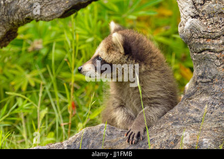 Raccoon (Procione lotor) Baby esplorare la vecchia moncone, captive, Minnesota wildlife Connessione, arenaria, Minnesota, Stati Uniti d'America Foto Stock