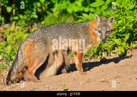 Gray Fox - (Urocyon cinereoargenteus) Madre interagendo con il kit captive sollevato, Minnesota wildlife Connessione, arenaria, Minnesota, Stati Uniti d'America Foto Stock