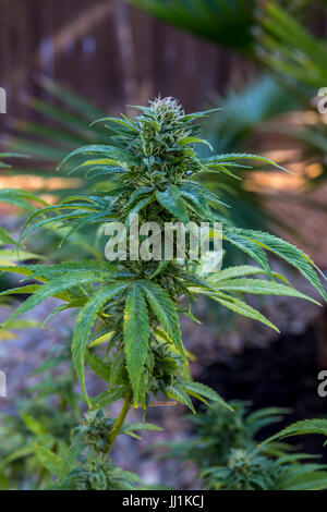 La cannabis sativa, C sativa, sativa, pianta di cannabis, piante di marijuana, la marijuana medica, medicina alternativa, pianta medicinale, California Foto Stock