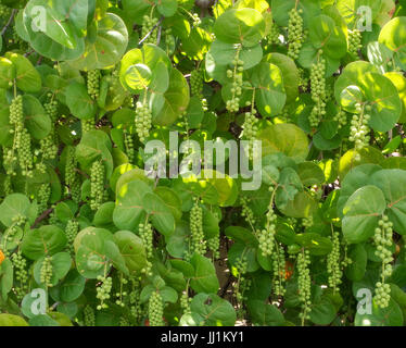 Una sana e abbondante fruttificazione mare albero di uva, Coccoloba uvifera, un iconico stabilimento lungo della Florida spiagge tropicali Foto Stock