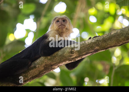 Scimmia cappuccino rilassante su un albero in Costa Rica Foto Stock