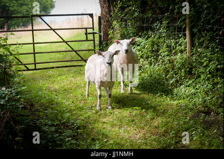 Un paio di pecora sfuggito il roaming di un viottolo di campagna nel Galles del Sud Foto Stock