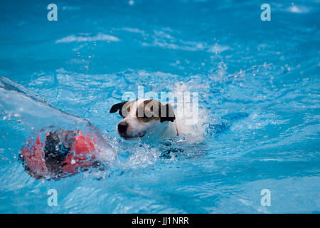 Jack Russell Terrier cane nuoto nella piscina esterna a caccia dopo una partita di basket Foto Stock