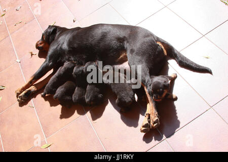 Un cane femmina, Pet, São Paulo, Brasile Foto Stock