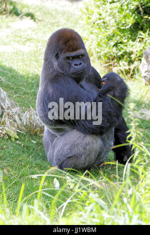 Gorilla Beauval zoo, Francia Foto Stock