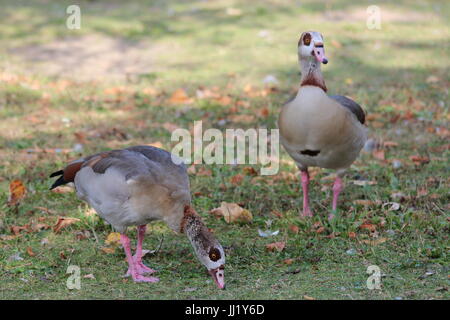 Alopochen aegyptiaca - una coppia di oche egiziane nel parco Foto Stock