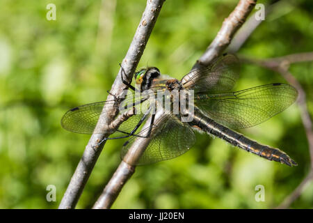 Cordulia aenea femmina Foto Stock