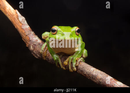 Lonely rhacophorus moltrechti su un ramo Foto Stock