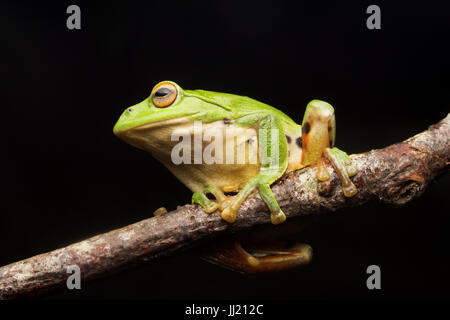 Lonely rhacophorus moltrechti su un ramo Foto Stock