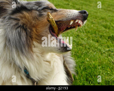 Shetland sheep dog o Sheltie. Foto Stock