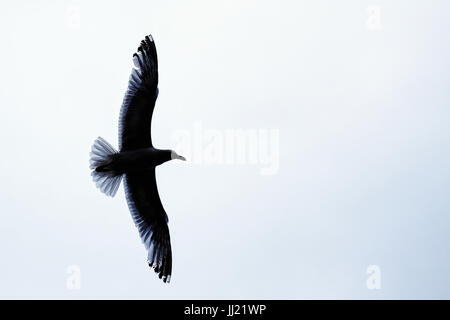 Un gabbiano comune in volo, retroilluminato per mostrare la struttura delle sue ali teso e piume. Foto Stock