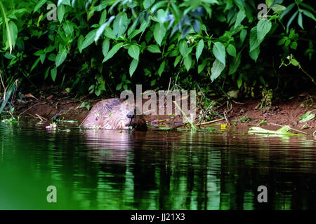 Un castoro nel selvaggio, sulla Lontra di fiume nel Regno Unito Foto Stock